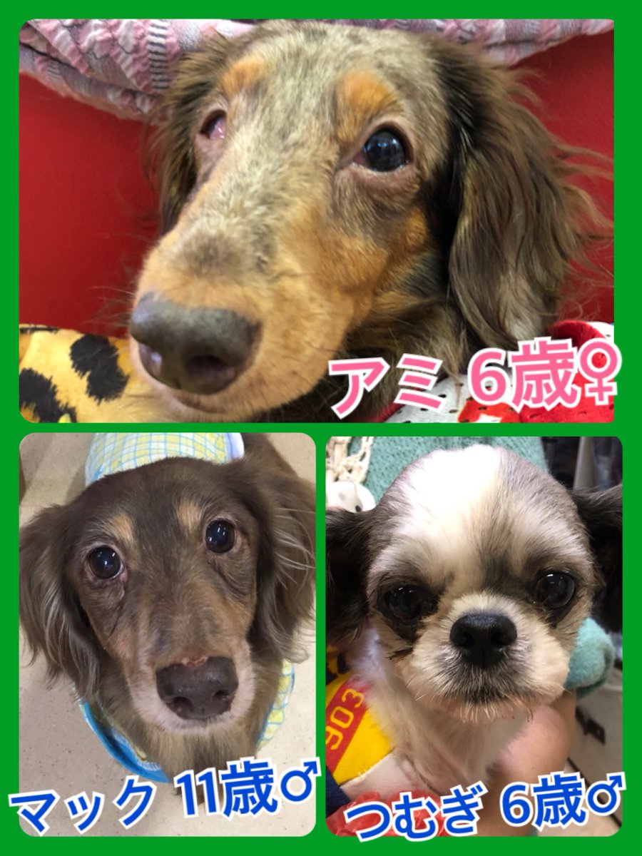 🐾今日の里親様募集中ワンコ🐶メンバーです🐾2018,9,5